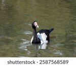 Magpie goose (Anseranas semipalmata) swimming in a pond