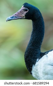 Magpie Goose (Anseranas Semipalmata), A Waterfowl Native To Northern And Eastern Australia And PNG, That Is The Sole Living Member Of The Ancient Family Anseranatidae.