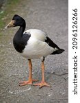 the magpie goose is a black and white bird with an orange beak and legs