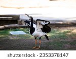 magpie goose flapping its wings on the ground