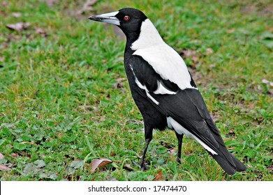 Australian magpie Images, Stock Photos & Vectors | Shutterstock