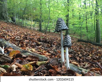 Magpie Ink Cap Mushrooms In Queen Elizabeth Country Park In Hampshire, UK