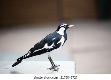 Magpie- Lark, Australian native bird. 
Birds of Australia
