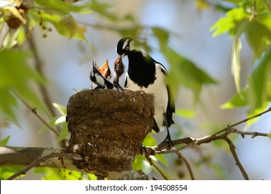 Magpie Lark Feeding Chicks Nest Stock Photo 194508554 | Shutterstock