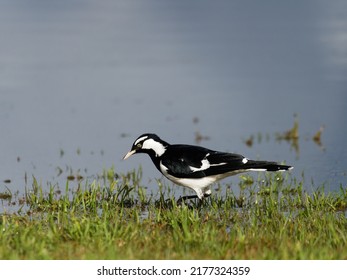 Magpie Lark (Grallina Cyanoleuca ) Feeding On A Flooded Grass Plain After July 2022 Floods At Maitland New South Wales Australia