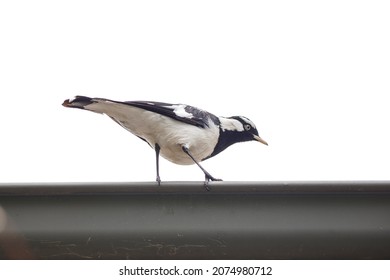 Magpie Lark On The Roof Of A House