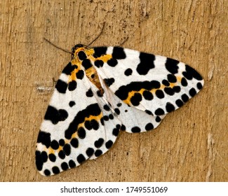 Magpie Moth On A Fence Post