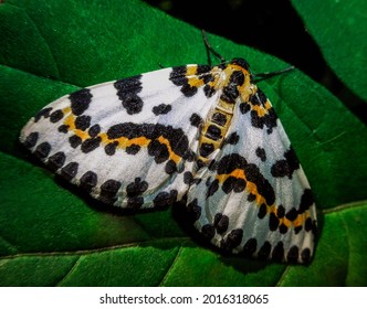 Magpie Moth On A Green Leaf.