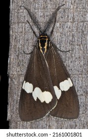 Magpie Moth At A UV Light