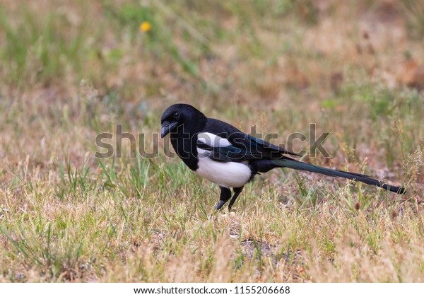 Magpie On Dry Grass Backyard Stock Photo Edit Now 1155206668
