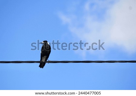 magpie on a wire looking left with blue sky