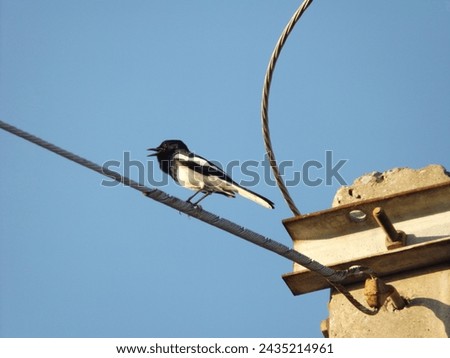 A magpie, one of the most beautiful birds with the sweetest singing voice, was perched on a power line singing in the bright morning atmosphere.
