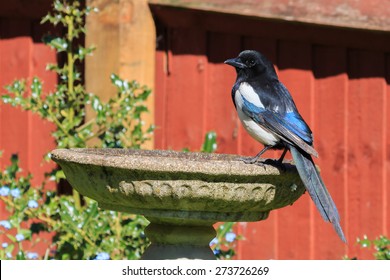 Magpie Perched On Bird Bath On A Sunny Spring Day In A UK Garden