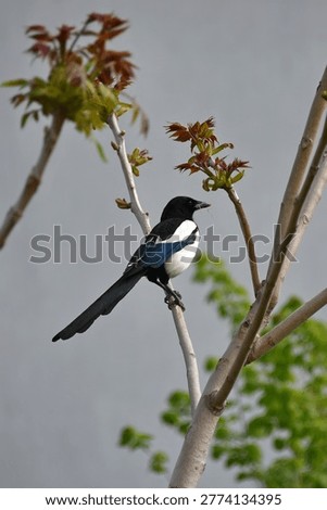 A magpie perched on a thin tree branch a bird with black and white plumage nature flora fauna
