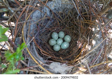 Magpie Nest Hd Stock Images Shutterstock