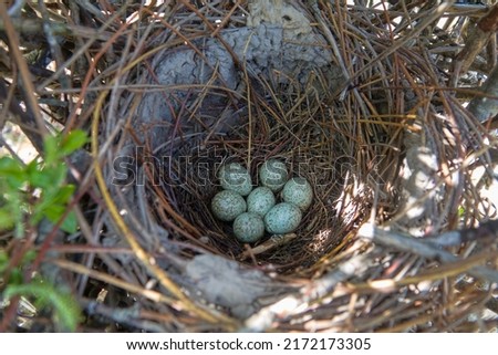 Magpie (Pica pica) nest is complex in structure. Massive elliptical structure of branches Hatching tray is covered with clay and is made of thin branches. Clutch of 7 eggs. Series Stock photo © 
