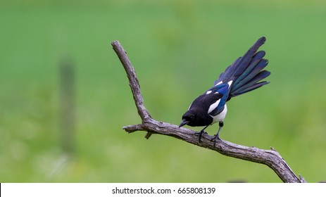 Magpie (Pica Pica) on her hunt for food to the nestlings, here with a wide spread tail.