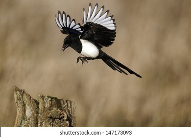 Pie Oiseau Images Stock Photos Vectors Shutterstock