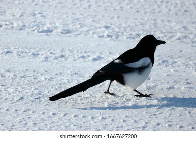 Magpie Sitting On A Snowy Road Close Up