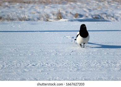 Magpie Sitting On A Snowy Road Close Up