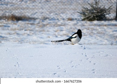 Magpie Sitting On A Snowy Road Close Up