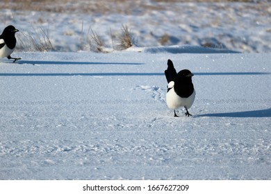 Magpie Sitting On A Snowy Road Close Up