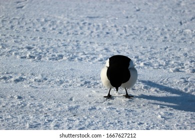 Magpie Sitting On A Snowy Road Close Up