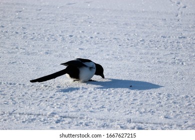 Magpie Sitting On A Snowy Road Close Up