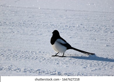 Magpie Sitting On A Snowy Road Close Up