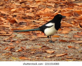 Magpie Small Bird Wings Feathers Plumage Down Body Head Wing Limb Legs Black White Breast Small Eyes Small Legs Perched Brown Leaves Autumn