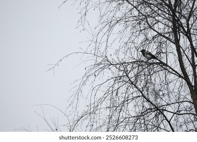 magpie tree branches grey sky - Powered by Shutterstock