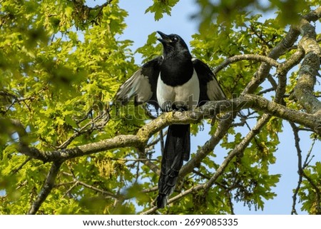 Magpie in Tree Squawking and Posing