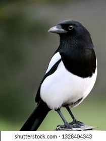 Magpie In UK Urban House Garden.