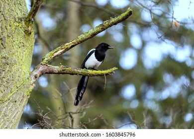 Magpie While Resting On Tree Branch Stock Photo 1603845796 | Shutterstock