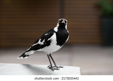 Magpie-Lark, Australian native bird. 
South Australian bird

