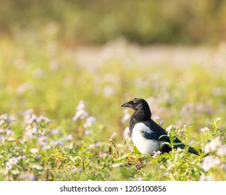 Magpie,Pica Pica, Standing On Grassy Ground In Hainault Forest Country Park In England, UK