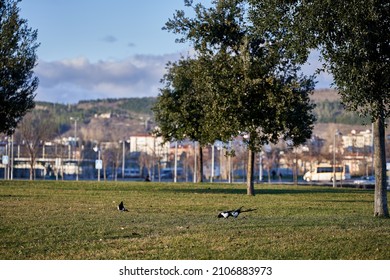 Magpies Are Disappearing In Many Cities While In Pamplona They Multiply Uncontrollably