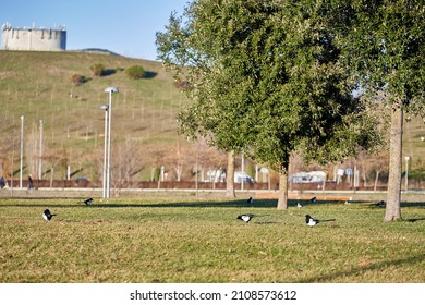 Magpies Are Disappearing In Many Cities While In Pamplona They Multiply Uncontrollably