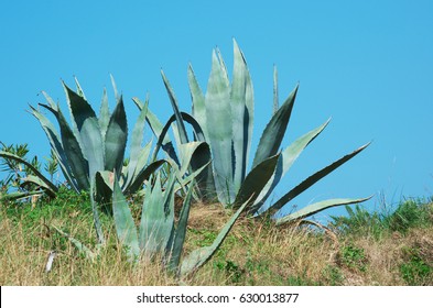 Maguey, Agave Americana.