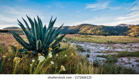 Maguey Agave Mezcal