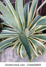 Maguey, American Aloe, Sentry Plant, Century Plant Asparagaceae