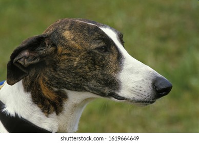 Magyar Agar, Hungarian Greyhound   , Portrait