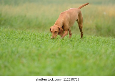 Magyar Vizsla Dog Sniffing 