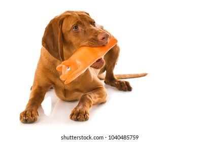 Magyar Vizsla Dog With A Toy Isolated On White Background