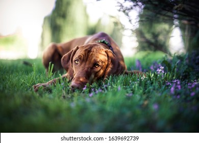 Magyar Vizsla lying in a field of flowers. Portrait of an hungarian dog in the grass