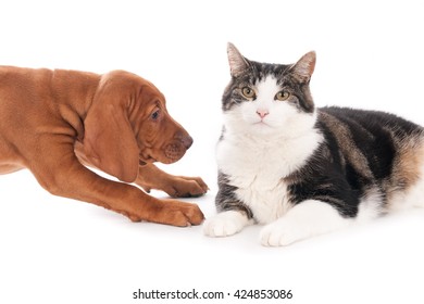 Magyar Vizsla Puppy, Eight Weeks Old, Playing With A Relaxed Cat. White Background.