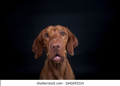 Magyar vizsla in the studio. Dog make a funny face while catching treats