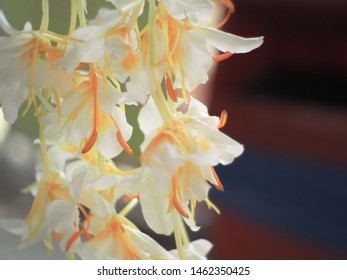 Maha Hong Scientific Name Hedychium Coronariumjg Stock Photo 1462350425 ...