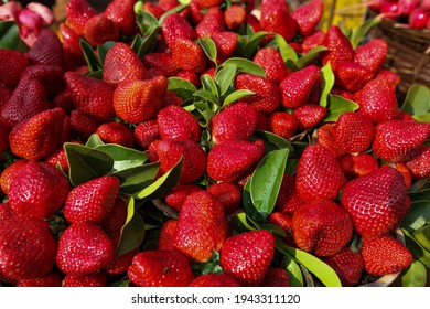 MAHABALESHWAR,MAHARASHTRA, INDIA-FEB 06,2009: Close up top view of freshly harvested red Strawberry ,Fragaria , fruits displayed by street venders for sale in Mahabaleshwar and Panchgani, MAHABALESHWA