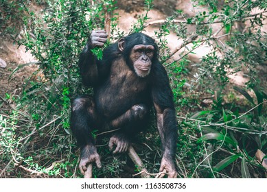 Mahale Mountains Chimpanzee Is A Part Of The Family Hominidae (the Great Apes).